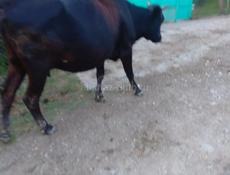 Село Сальма