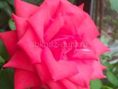 Кассиры