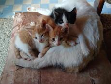 Котята