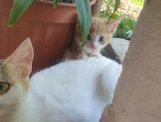 Котята