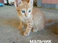 Отдаются котята