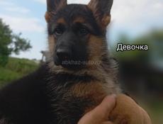 Немецкая овчарка