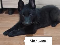 Немецкая овчарка