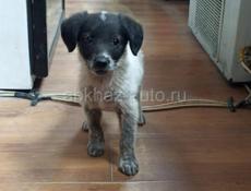  Очень милая девочка ищет дом 
