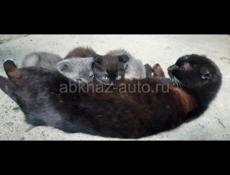 Котята вислоухие