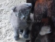 Котята вислоухие