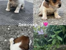 Джек Рассел 