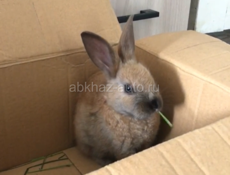 Декоративный кролик с клеткой