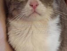 Шатланский вислоухий
