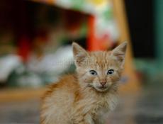 Котенок в добрые руки