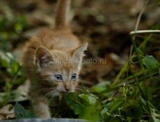 Котенок в добрые руки