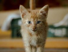 Котенок в добрые руки