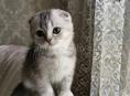 Ищу котенка веслоухого 