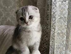 Ищу котенка веслоухого 