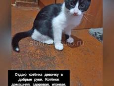 В добрые руки