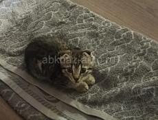 Ищем котёнка 
