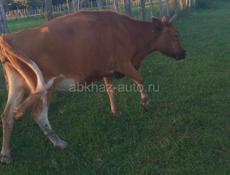 Карова 100кг