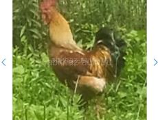 Продам петуха размер как индюшка 