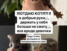 ОТДАЮ КОТЯТ!!СРОЧНО🙏🏻