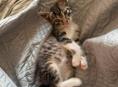 Ищет дом: маленький котенок с отличными манерами!🐱 