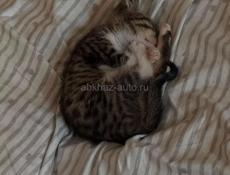 Ищет дом: маленький котенок с отличными манерами!🐱 