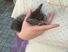 Ищет дом: маленький котенок с отличными манерами!🐱 