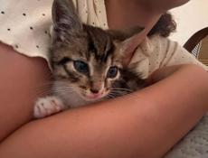 Ищет дом: маленький котенок с отличными манерами!🐱 
