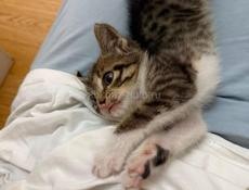 Ищет дом: маленький котенок с отличными манерами!🐱 