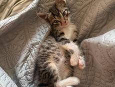 Ищет дом: маленький котенок с отличными манерами!🐱 