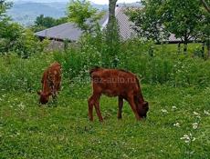 Бычки и телки по4 месяца и 5 месяца сами пасутса без молока цена20 и25 т