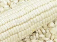 Продаётся кукуруза белое 85 