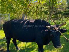 Продаются2 быка, село Отхара. 961-88-19 