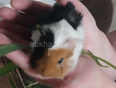 Морская свинка