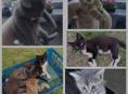 Котята даром