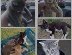 Котята даром