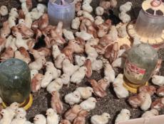 Продаю недельных цыплят несушек 