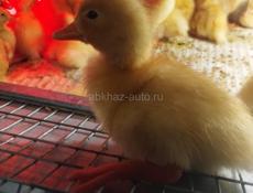 Утята