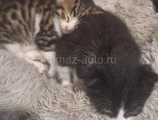 Отдам котят в хорошие руки