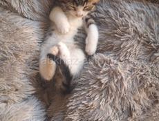 Отдам котят в хорошие руки