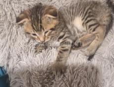 Отдам котят в хорошие руки