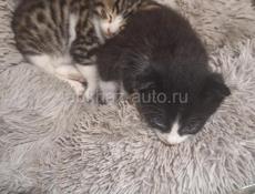 Отдам котят в хорошие руки