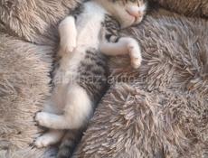 Отдам котят в хорошие руки