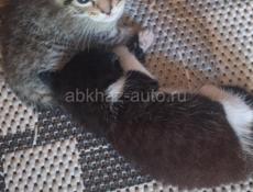 Отдам котят в хорошие руки