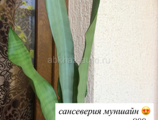 комнатные растения