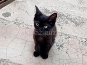 Черный котенок 