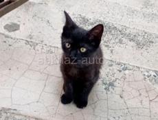 Черный котенок 