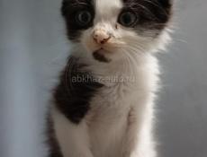 Котик