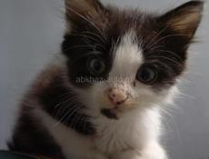 Котик