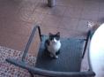 2 МАЛЬЧИКА КОТЁНКА
