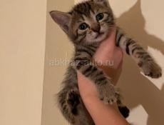 срочно отдам котят в добрые руки